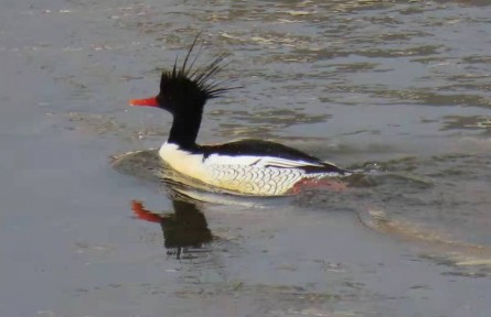 “國(guó)寶”又回來(lái)啦！珍稀鳥類中華秋沙鴨再次現(xiàn)身河南洛陽(yáng)越冬