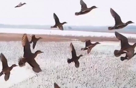 我國(guó)確定生物多樣性保護(hù)目標(biāo)?