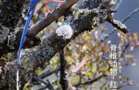 物種故事 | 紅嘴藍(lán)鵲：你的好奇，可能會(huì)害得我“拋妻棄子”