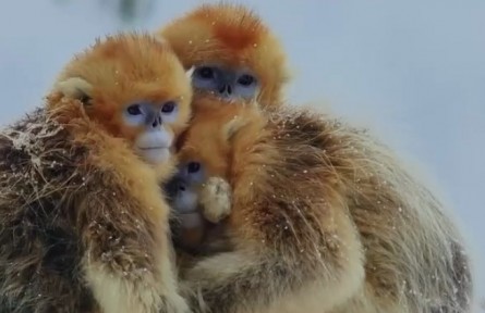 金絲猴——冰雪無(wú)法改變愛的溫度