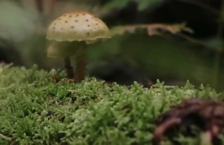 用微觀的眼睛看 森林是一個(gè)童話王國(guó)