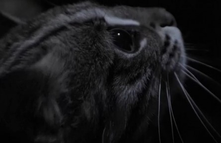 月圓之夜 豹貓捕食卻一無(wú)所獲