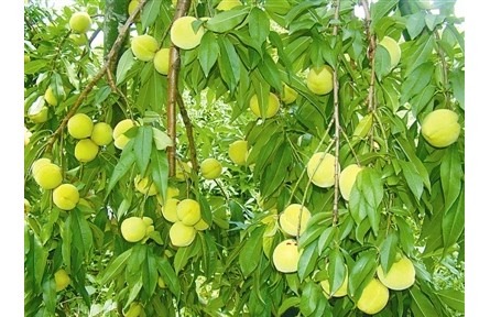 物種故事 | 菁香桃：灼灼其華耀南國(guó)