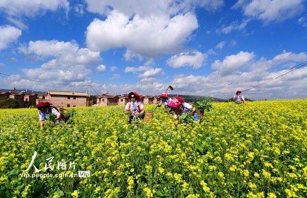 云南彌勒：油菜花田農事忙
