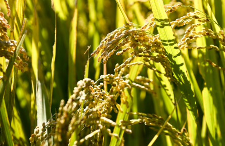 中央部委密集開會(huì)，2022年要干哪些民生實(shí)事？