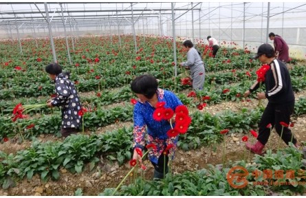 福建元坑：備戰(zhàn)“春節(jié)紅”市場(chǎng) 花農(nóng)采摘分外忙