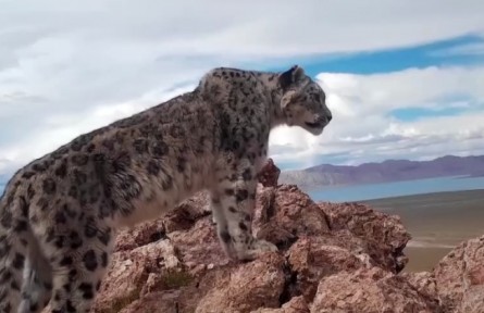 西藏：那曲市11個(gè)縣區(qū)均有雪豹分布