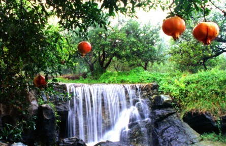 山東省棗莊市嶧城區(qū)：開發(fā)石榴種質(zhì)“芯片” 打造種業(yè)振興高地