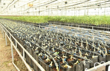 四川樂山井研：念好“復合”經 不斷擦亮“中國橘鄉(xiāng)”品牌