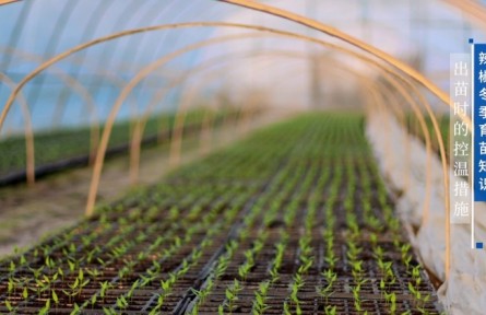 辣椒冬季育苗知識