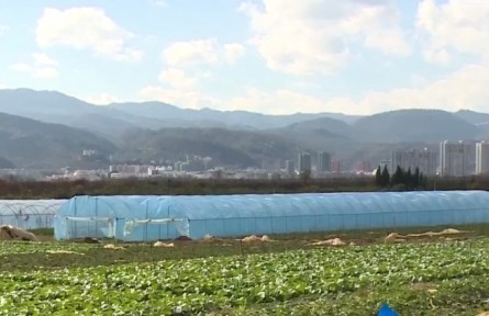 云南玉溪：特色果蔬獲豐產(chǎn) 產(chǎn)業(yè)發(fā)展促增收