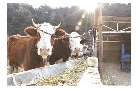 山西陽泉：牽起“牛鼻子” 奔向“牛日子”