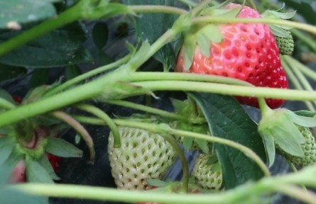 江蘇儀征茶蓬村：邂逅“紅顏” 盡享冬日“莓”好時光