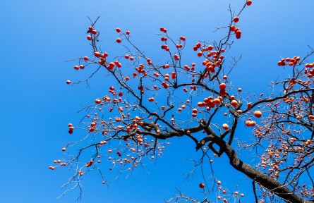 河北石家莊：山鄉(xiāng)柿子紅