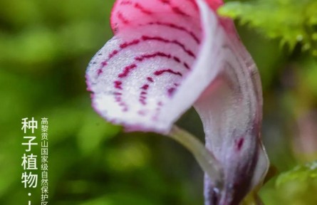 物種故事 | 大理鎧蘭：我這朵“野花”你可不要采！