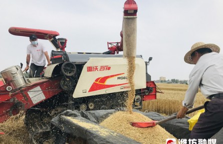 山東濰坊：同步提升“三個(gè)體系” 推動(dòng)現(xiàn)代農(nóng)業(yè)高質(zhì)量發(fā)展