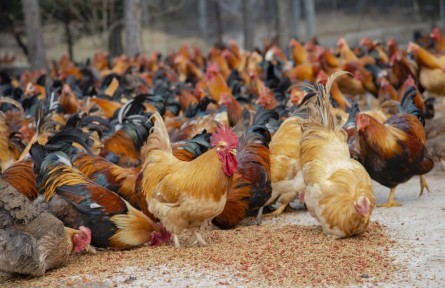 江西貴溪：枸杞喂食 特色養(yǎng)殖助力鄉(xiāng)村振興