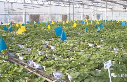 青?；ブ焊咴葺N植帶動農(nóng)民增收致富