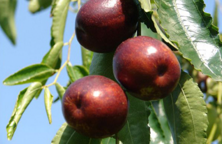 山東聊城肖家莊鎮(zhèn)：特色產(chǎn)業(yè)促振興