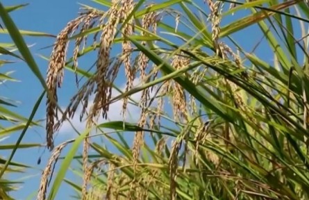 《“十四五”全國(guó)種植業(yè)發(fā)展規(guī)劃》發(fā)布