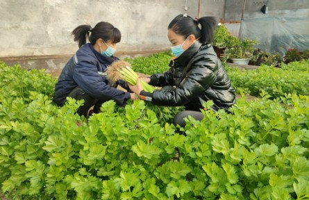 內(nèi)蒙古烏海團(tuán)結(jié)新村：田間尋年味 特色農(nóng)產(chǎn)品直供春節(jié)餐桌