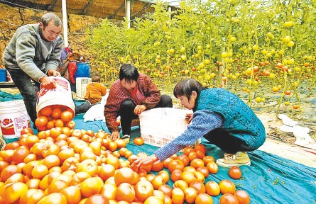 河南駐馬店：西紅柿喜獲豐收 助推村民致富路