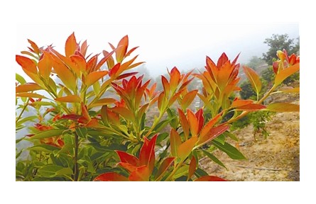 物種故事 | 木荷：我是“木上荷花”，也是生物防火衛(wèi)士