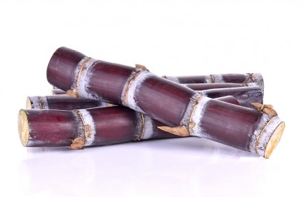 科技名詞 | 莖 stem