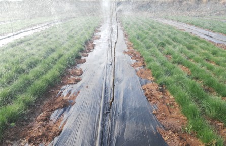 鼠茅草問答丨春季天氣變暖，鼠茅草什么時間澆水？