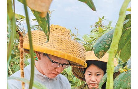科研人員堅(jiān)守南繁基地開展農(nóng)作物育種工作：把夢想種進(jìn)這片熱土
