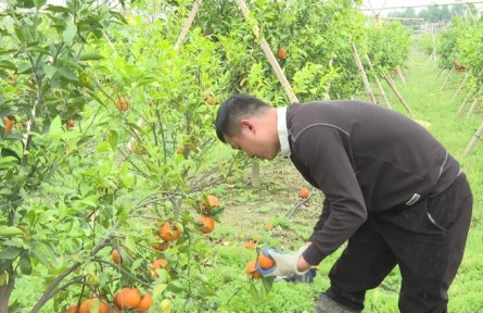 廣東揭陽鐘曉賢：種出柑果飄香 帶動(dòng)農(nóng)民致富
