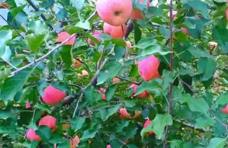 山東濰坊臨朐縣：探索組織振興“一網(wǎng)共治兩級聯(lián)驗(yàn)”機(jī)制 推動(dòng)鄉(xiāng)村全面振興