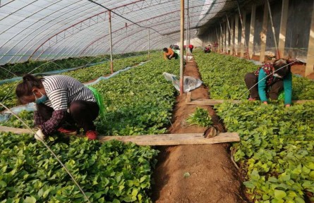 山東省濟寧市汶上縣：甘薯育苗忙 不誤好春光