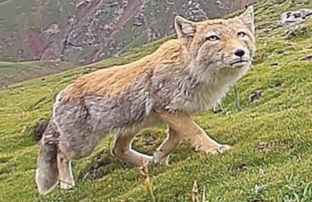 西藏自治區(qū)拉薩市開展生物多樣性調查，初步新發(fā)現(xiàn)動物80種