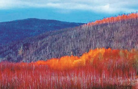 物種故事 | 鉆天柳：夏綠冬紅的我，是冰雪世界中亮麗的風景