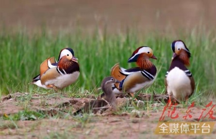 鴛鴦小知識：怎么分辨雌雄，在哪棲息，以何為食