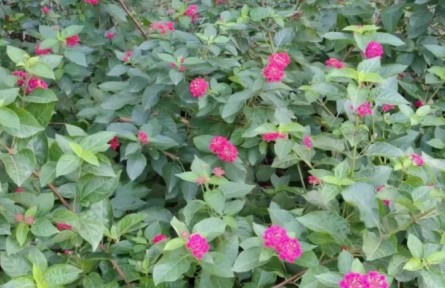 小趙說農(nóng)事：園林花卉冬季管理