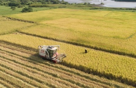 海南三亞：加快建設(shè)國(guó)家野生稻種質(zhì)資源圃