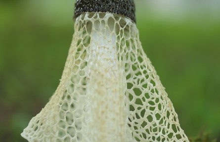 物種故事 | 海棠竹蓀：毒性未知，臭到懷疑人生！