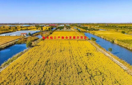 山東省濰坊市寒亭區(qū)：鹽堿地上稻花香