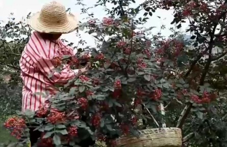 【奮進新征程 建功新時代】甘肅：貫徹綠色發(fā)展理念 助力鄉(xiāng)村產(chǎn)業(yè)振興