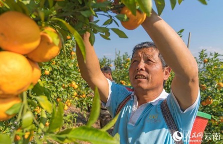 云南江城：沃柑豐收采摘忙