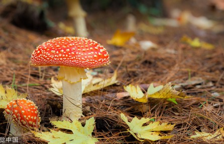 辟謠 | 關于毒蘑菇的五種錯誤說法 你信不信？