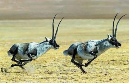 一起來認識國家公園區(qū)域的旗艦物種