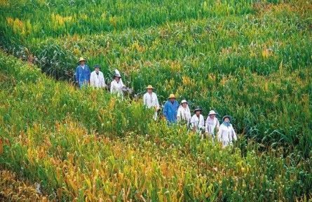 西北農(nóng)林科技大學：“科技候鳥”躬耕田野 鑄造“中國飯碗”堅實底座