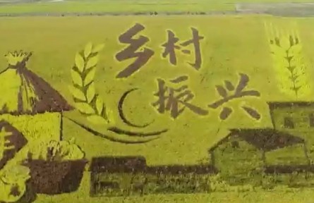 【奮進(jìn)新征程 建功新時(shí)代】山東：加快農(nóng)業(yè)新舊動(dòng)能轉(zhuǎn)換 建設(shè)現(xiàn)代農(nóng)業(yè)強(qiáng)省