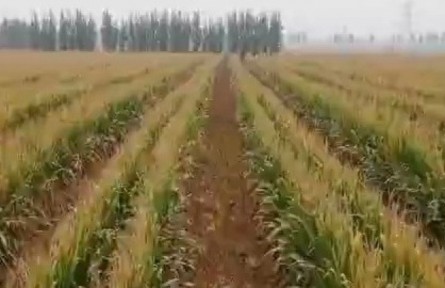 山東：系統(tǒng)推廣大豆玉米帶狀復(fù)合種植技術(shù) 維護(hù)國(guó)家糧油安全