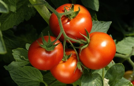 催熟西紅柿對身體有害嗎？