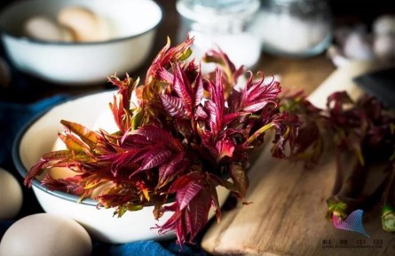 食用香椿真的會(huì)致癌嗎？