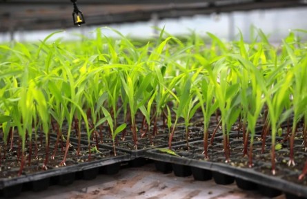 貴州劍河：科技育苗助春耕 智慧農(nóng)業(yè)提質(zhì)增效